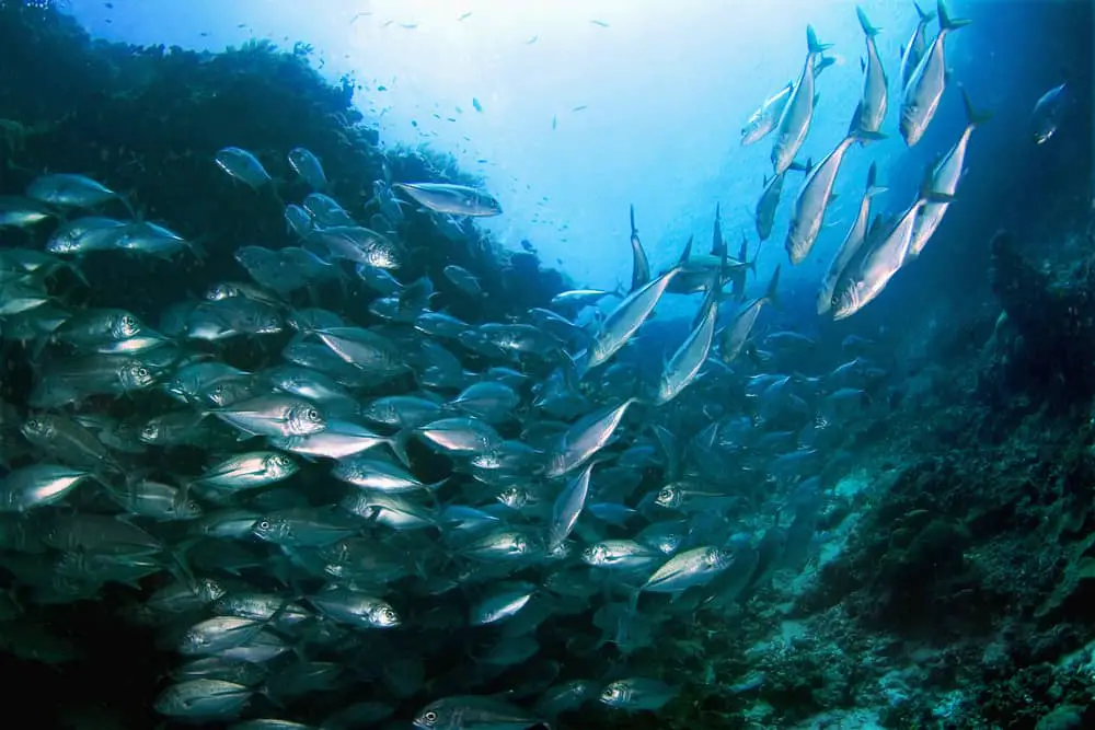 A school of fish swimming near a coral reef.